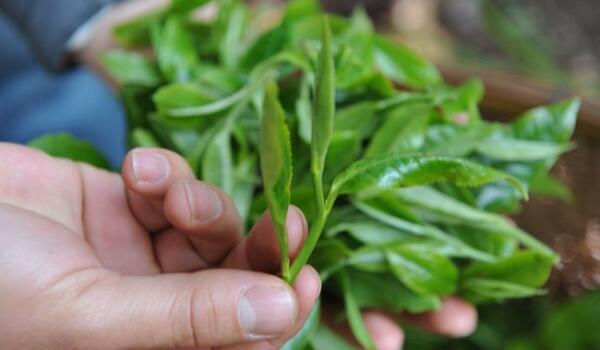 茶,挑选,方法