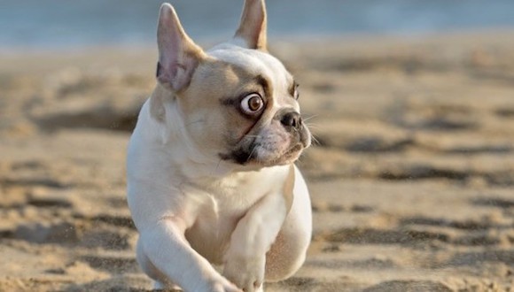 日本,遛狗,城会玩,魔术