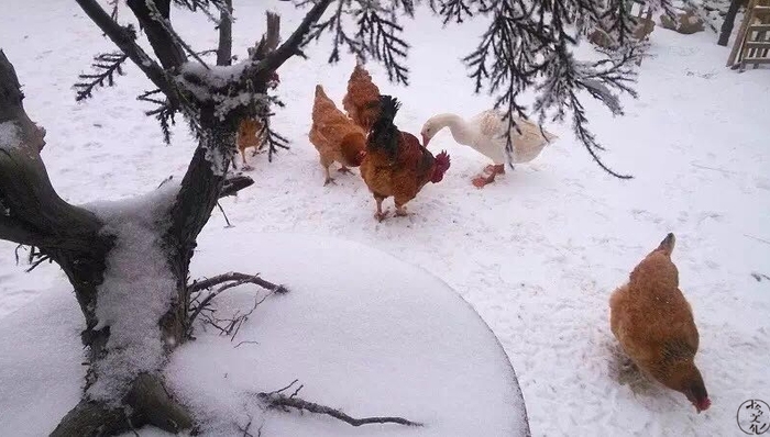隐居,终南山,生活方式