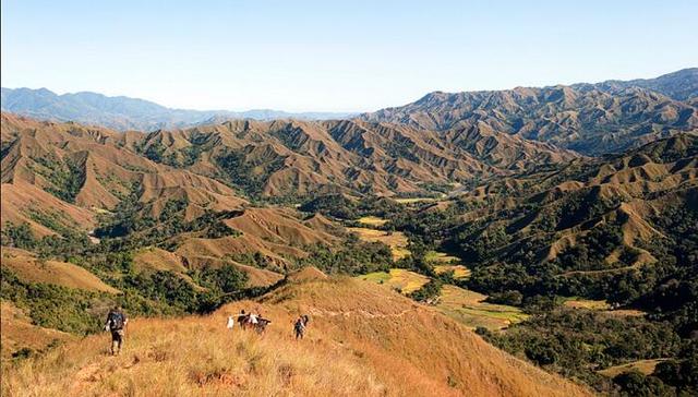 马达加斯加,物种,蛙