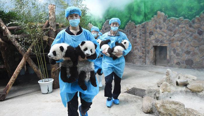 野生动物,保护法,保护,利用