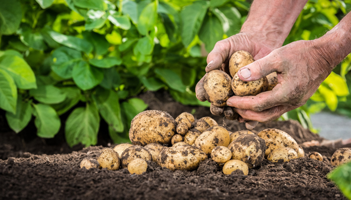 农业,B2B,农村电商,农产品