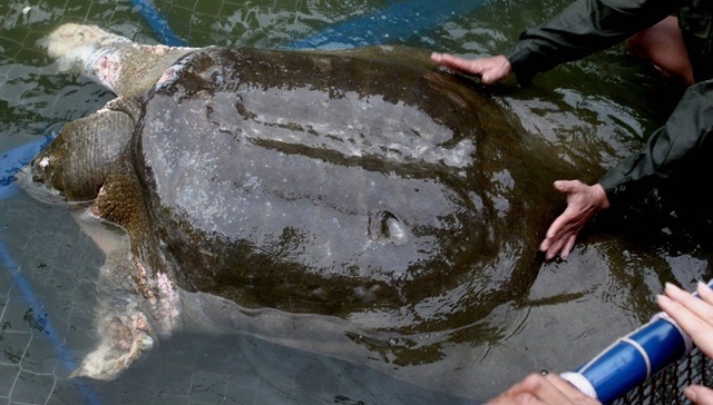 越南“神兽”斑鳖死不逢时 民众惊呼国家有凶兆