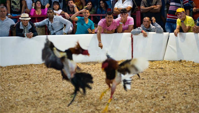 古巴,斗鸡,文化,摄影