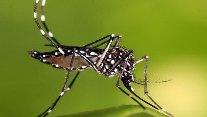 Zika,病毒