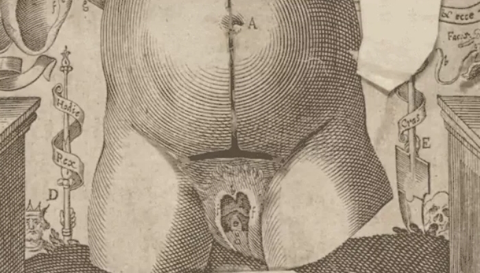 哥大,解剖,医学,连环画,扫描,出版物,文献