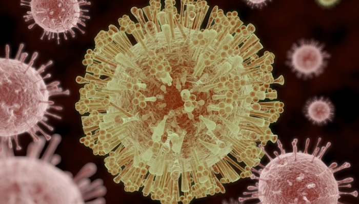 寨卡病毒,拉丁美洲