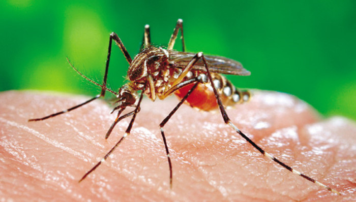 寨卡病毒,卫生部,诊疗