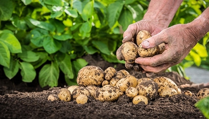 “供给侧改革”如何破解三农新难题？