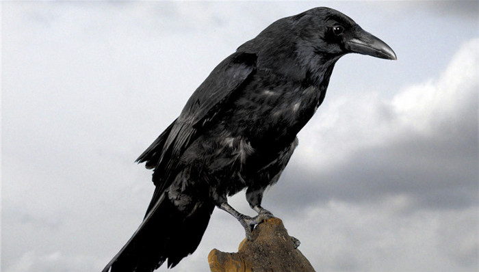 动物保护,天下故事,惊奇的发现