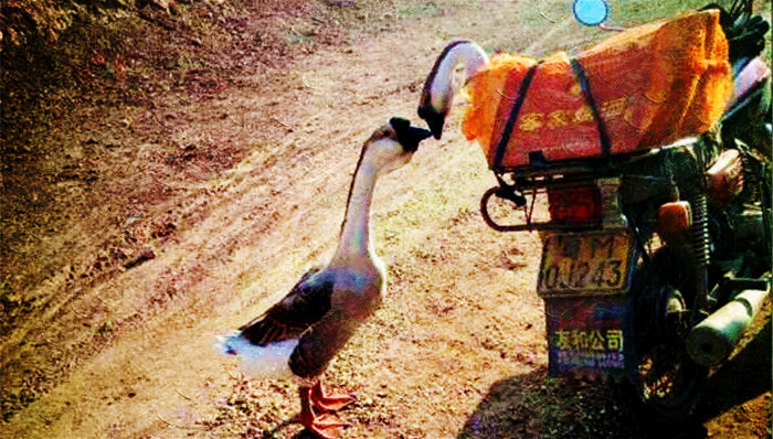 地方新闻,网红鹅,公车改革,退役公车,广场舞扰民,公园遛狗,留守妇女,自杀