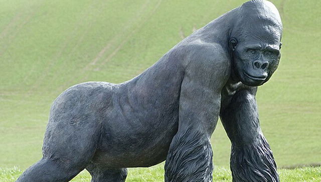 小男孩跌入大猩猩笼子之后，一个有爱的故事发生了