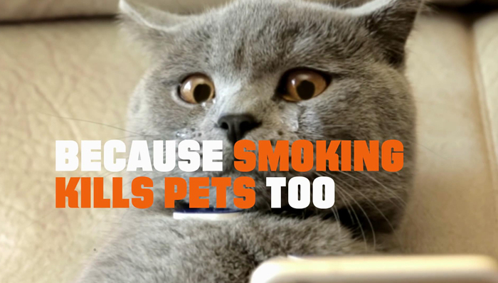 格莱美,广告,喵星人