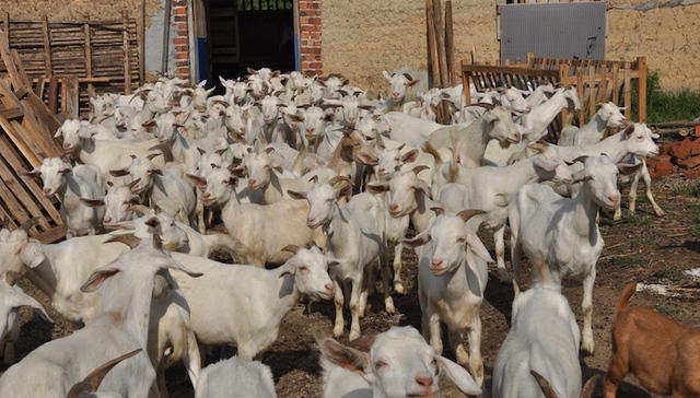 地方新闻精选|陕西“万只羊场”仅有百余羊被疑骗财政补贴 畜牧局长“神回复”