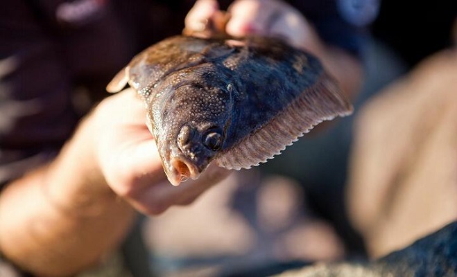 瑞典,城市,维斯比