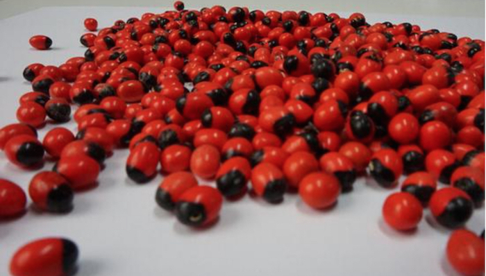 非洲,剧毒植物,鸡母珠,海口,学生,南阳,周口,王娜娜,厦门集美大桥