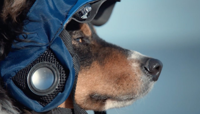 大众汽车；宠物狗；APP；远程控制