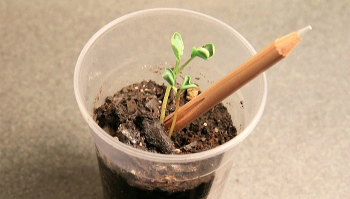 环保,众筹,铅笔,创意