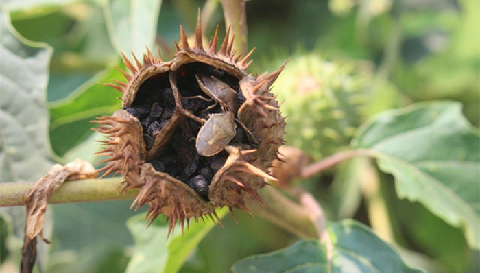 中国留学生,美国,蓖麻毒素