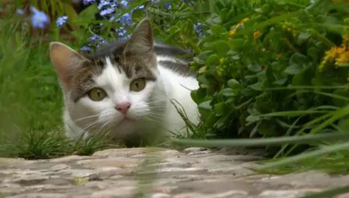 疯狂动物城,纪录片,宠物,萌宠,BBC