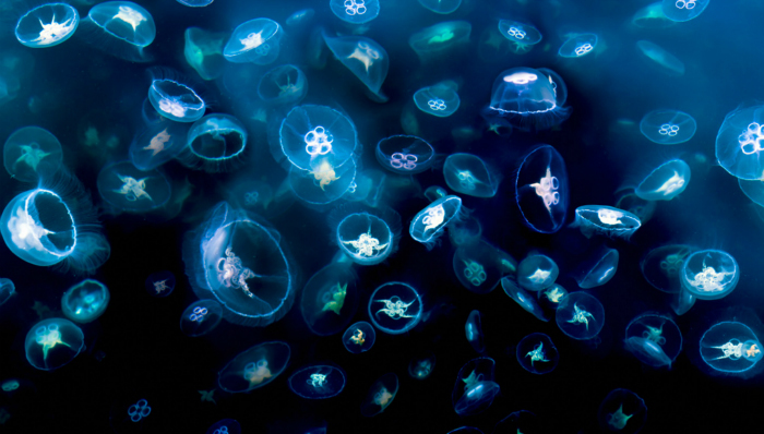 科学发现,水螅,水螅捕食