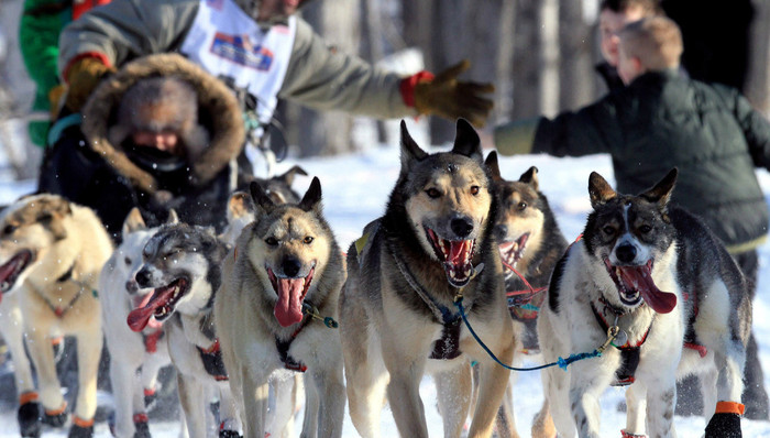 模特,名模,雪橇犬,户外,艾迪塔罗德越野狗拉雪橇比赛