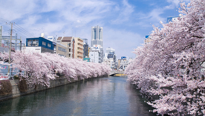 错过了再等一年，2016日本樱前线10个鲜为人知的赏花地