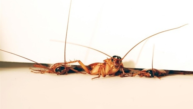 蟑螂,小强,缩骨功