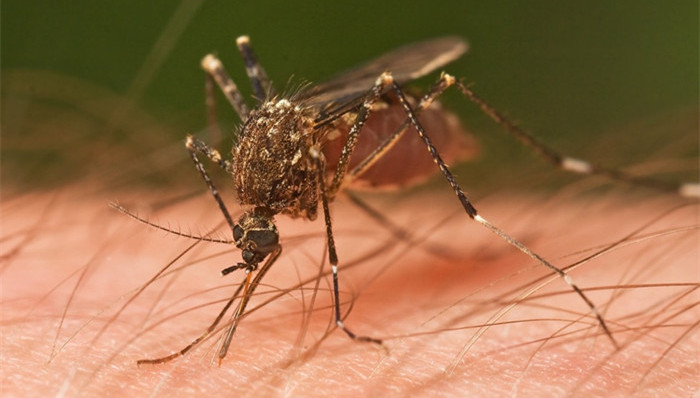 北京,黄热病,安哥拉,务工