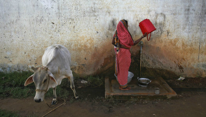 印度,牛,经济学