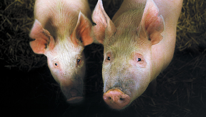 分析师们说猪价二季度还得涨