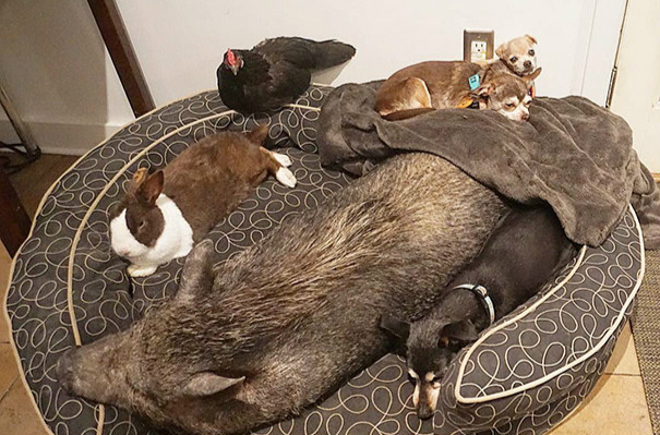 宠物,领养,网红,Instagram,爱心