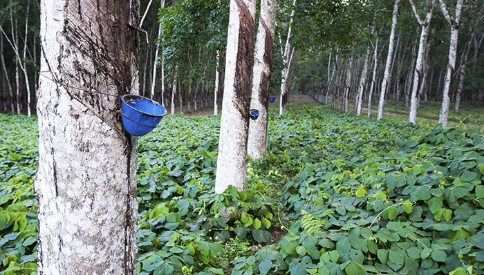 中化国际打算坐上全球橡胶供应商老大的宝座