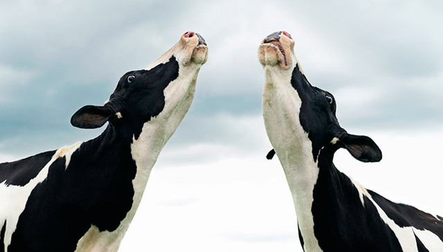 澳大利亚,农业,中国机遇