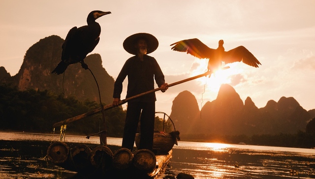 鱼鹰,捕鱼,成都,非法渔具