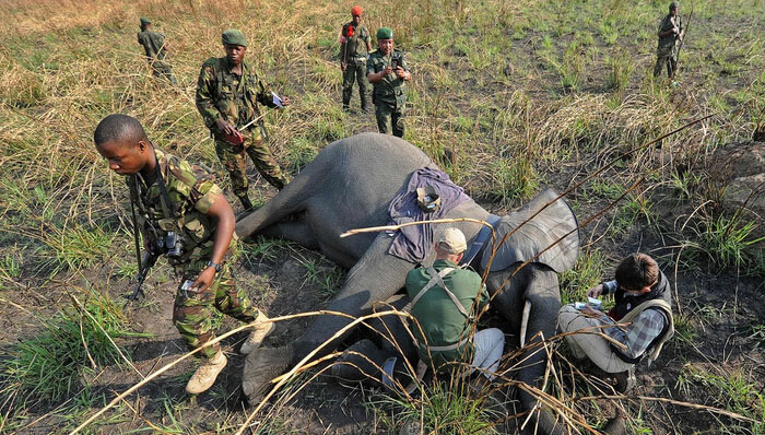 非洲,非洲象,动物保护,偷猎,象牙,曼谷,中国