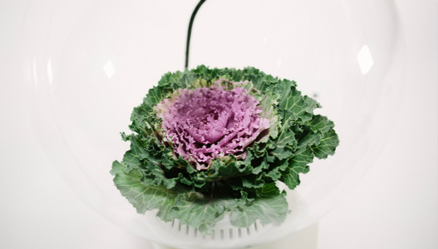 植物,植物语言,科学,微软,自然语言