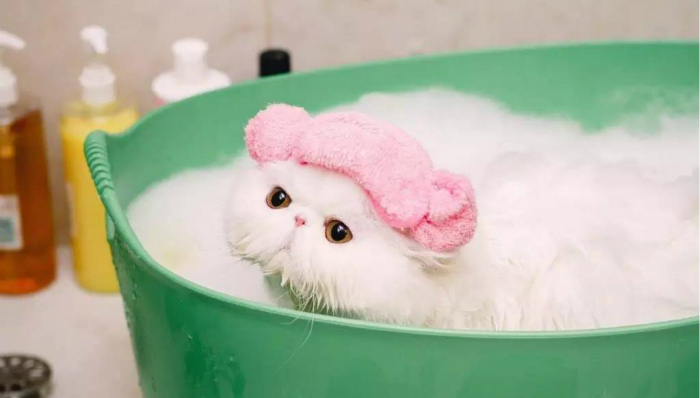 赞那度,宠物,JerJer