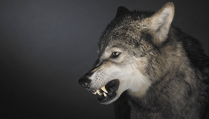 鸡汤,史玉柱,不够狼性,大力丸,狼窝,老兔子,吐槽,奋斗,当家做主