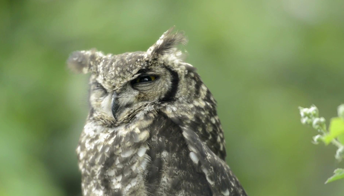 广告世界,动物世界