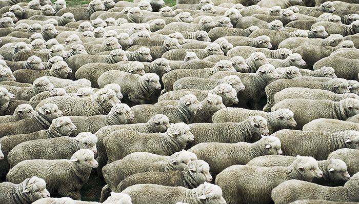 大康牧业收购澳大利亚牧场