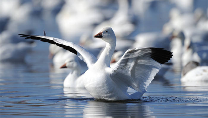 野生动物保护法,草案,刑事责任