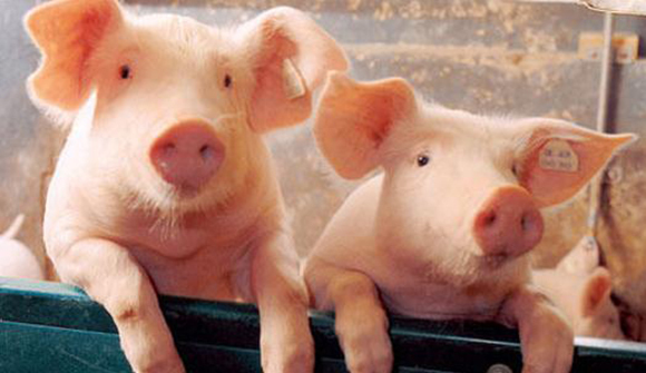 【JMedia】得利斯最苦 温氏最赚钱 杀猪不养猪亏大了