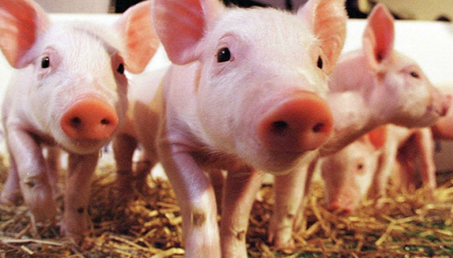 猪肉价格,供给侧,储备,冻猪肉