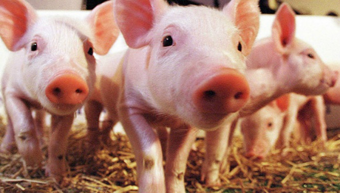 猪肉价格,供给侧,储备,冻猪肉