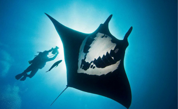 墨西哥，濒危鱼类