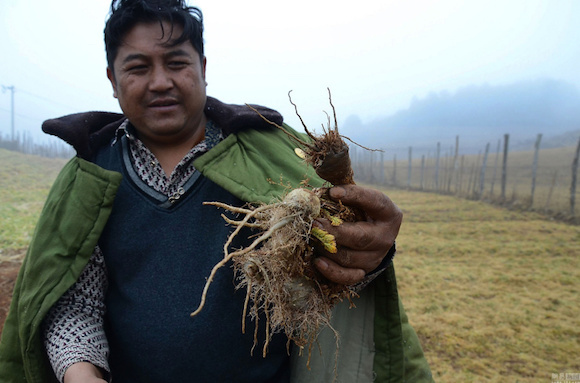 玛咖,伟哥,云南,丽江旅游,龙德公司,格林恒信,华邦制药