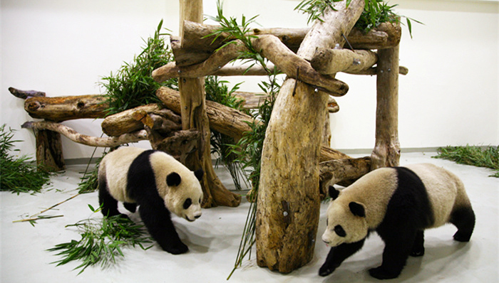 台北,团团,,犬瘟热,死亡