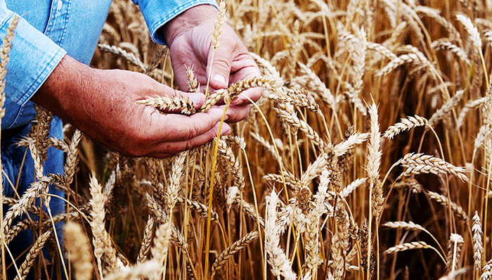 拜耳拟620亿美元现金收购孟山都