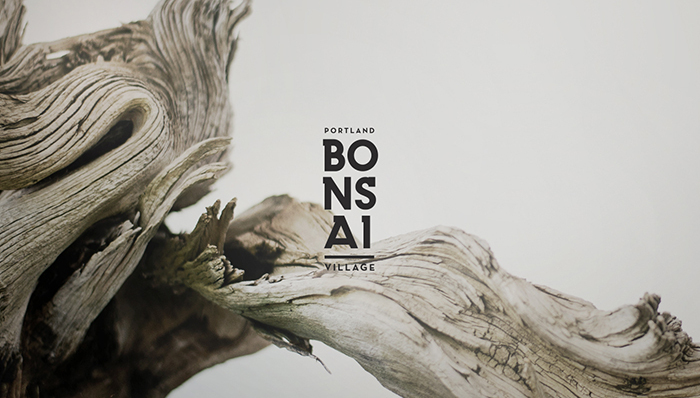 你只听说马云花1000万日元买盆栽，却不知道背后还包含着生命的尊严